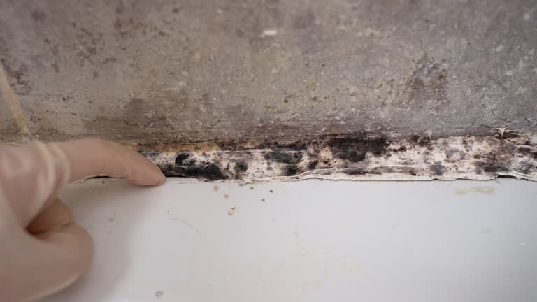 Best HVAC Mold Inspection and Cleaning  in Beverly Hills, TX